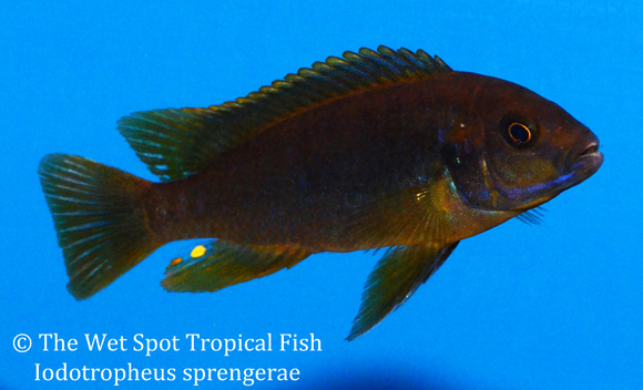 wet spot tropical fish online