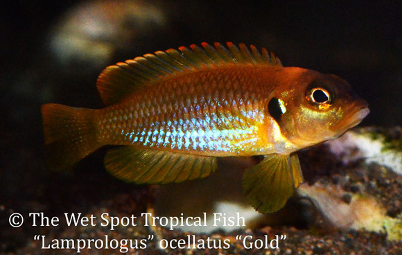 the wet spot tropical fish
