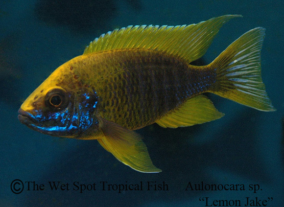wet spot tropical fish online